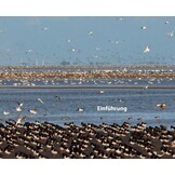 Vögel beobachten im Nationalpark Niedersächsisches Wattenmeer und im angrenzenden Binnenland