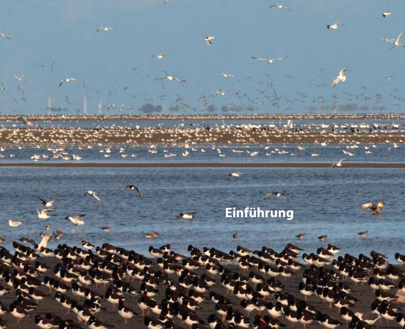 Vögel beobachten im Nationalpark Niedersächsisches Wattenmeer und im angrenzenden Binnenland