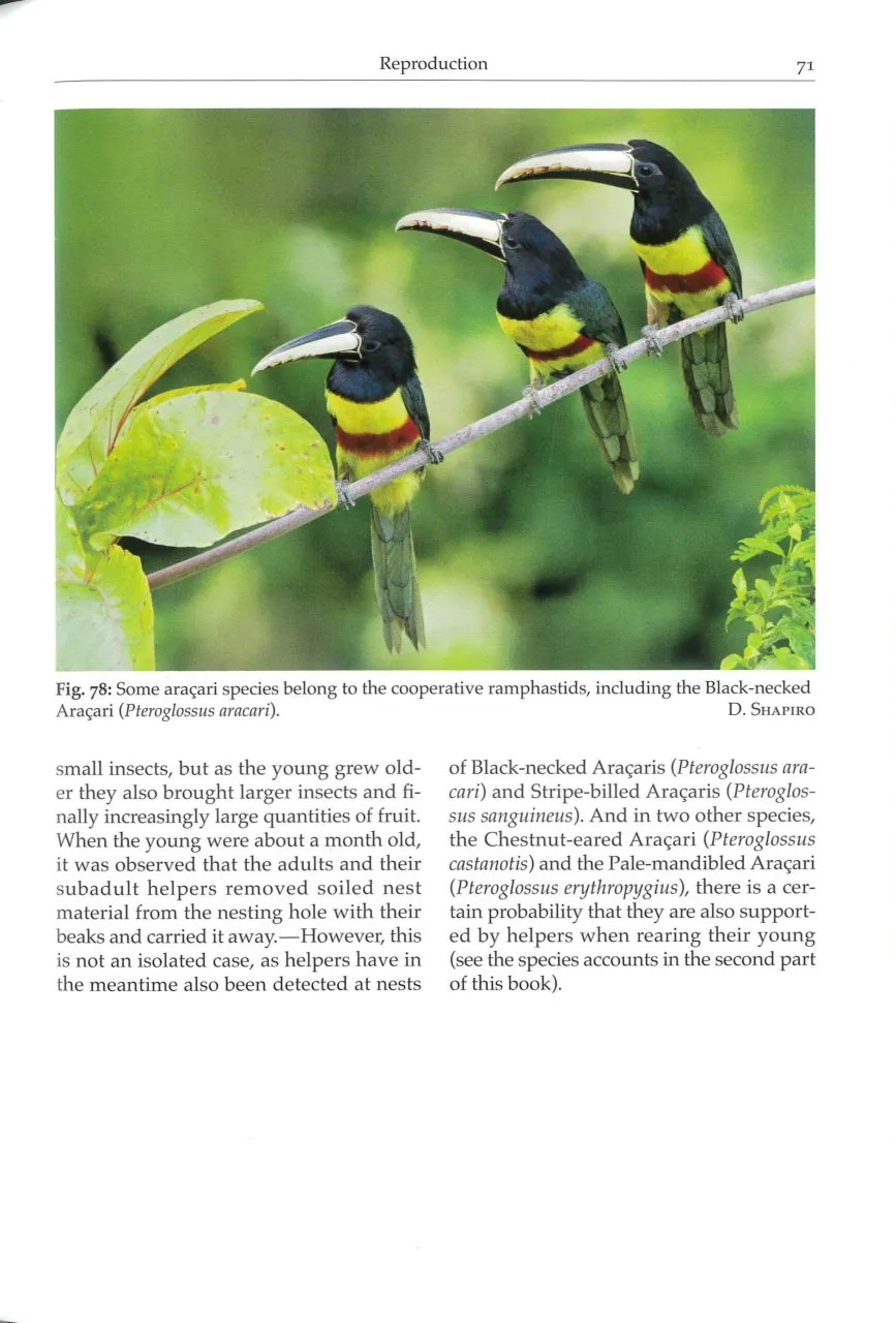 Toucans, Toucanets & Araçaris - Biology, Ecology, Behaviour