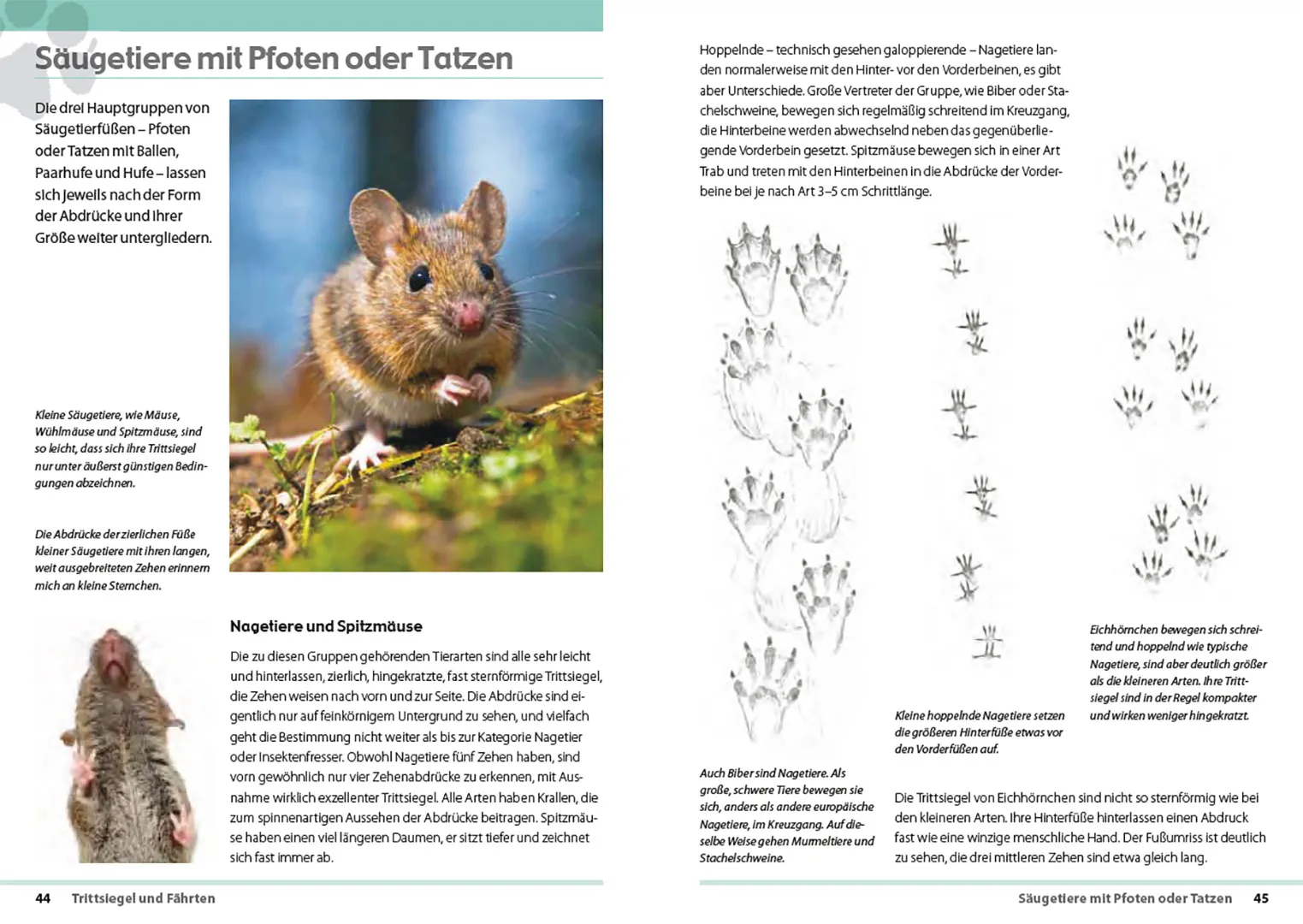 Fährten lesen und Spuren suchen - Das Handbuch