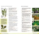 Bäume bestimmen - Knospen, Blüten, Blätter, Früchte