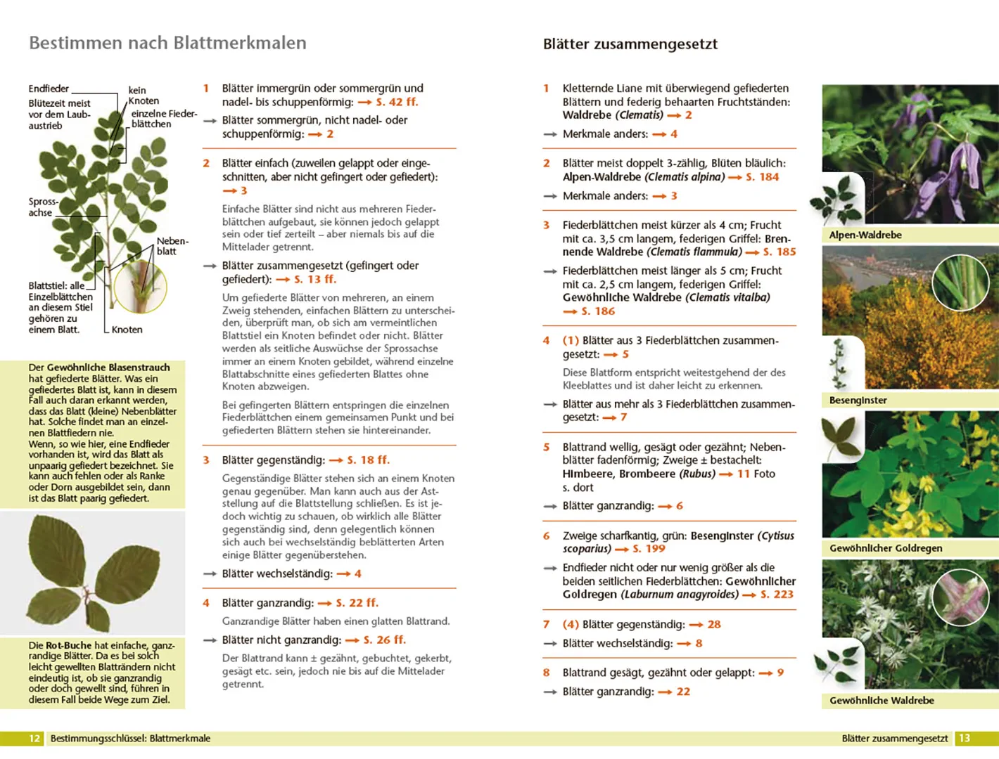 Bäume bestimmen - Knospen, Blüten, Blätter, Früchte