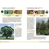 Bäume bestimmen - Knospen, Blüten, Blätter, Früchte