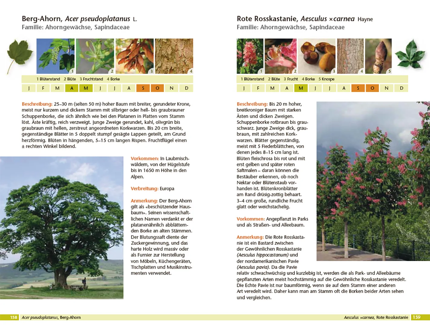Bäume bestimmen - Knospen, Blüten, Blätter, Früchte