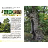 Bäume bestimmen - Knospen, Blüten, Blätter, Früchte