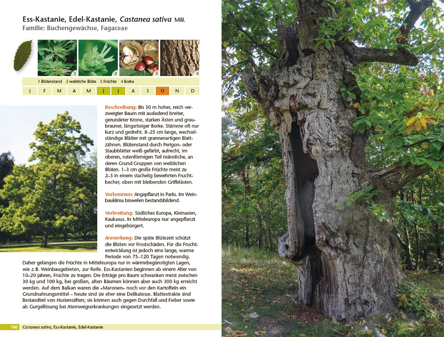 Bäume bestimmen - Knospen, Blüten, Blätter, Früchte