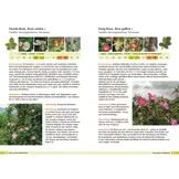 Bäume bestimmen - Knospen, Blüten, Blätter, Früchte