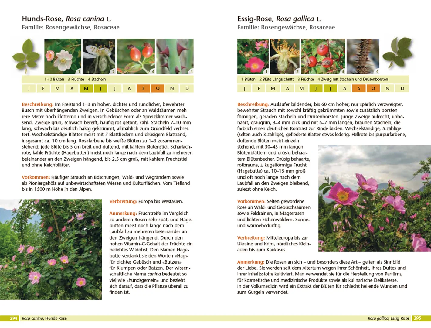 Bäume bestimmen - Knospen, Blüten, Blätter, Früchte