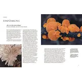 Pilze - Das verborgene Reich der geheimnisvollen Lebewesen