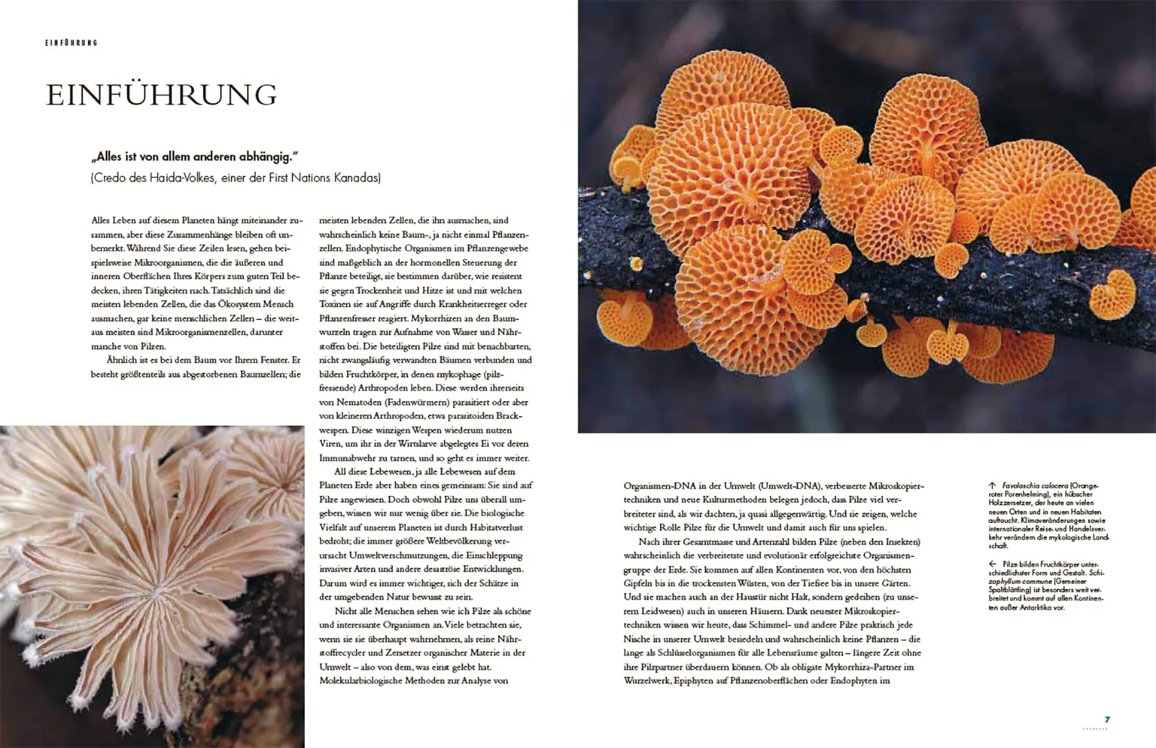 Pilze - Das verborgene Reich der geheimnisvollen Lebewesen