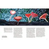 Pilze - Das verborgene Reich der geheimnisvollen Lebewesen