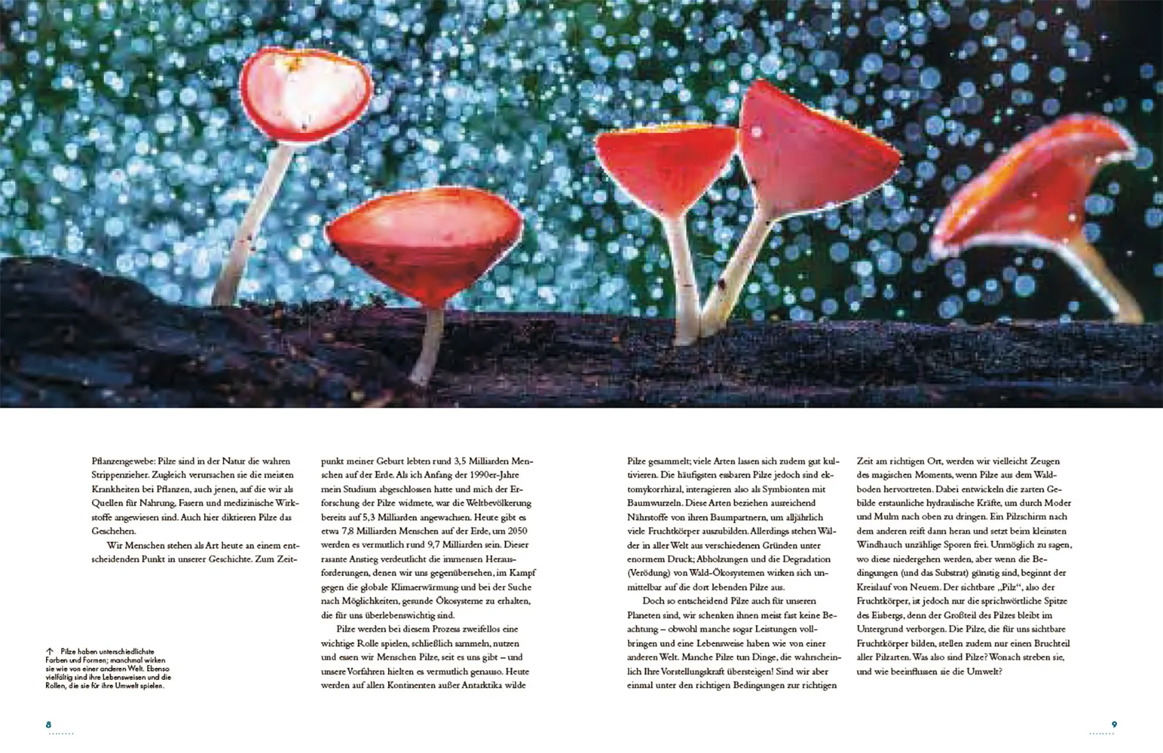 Pilze - Das verborgene Reich der geheimnisvollen Lebewesen