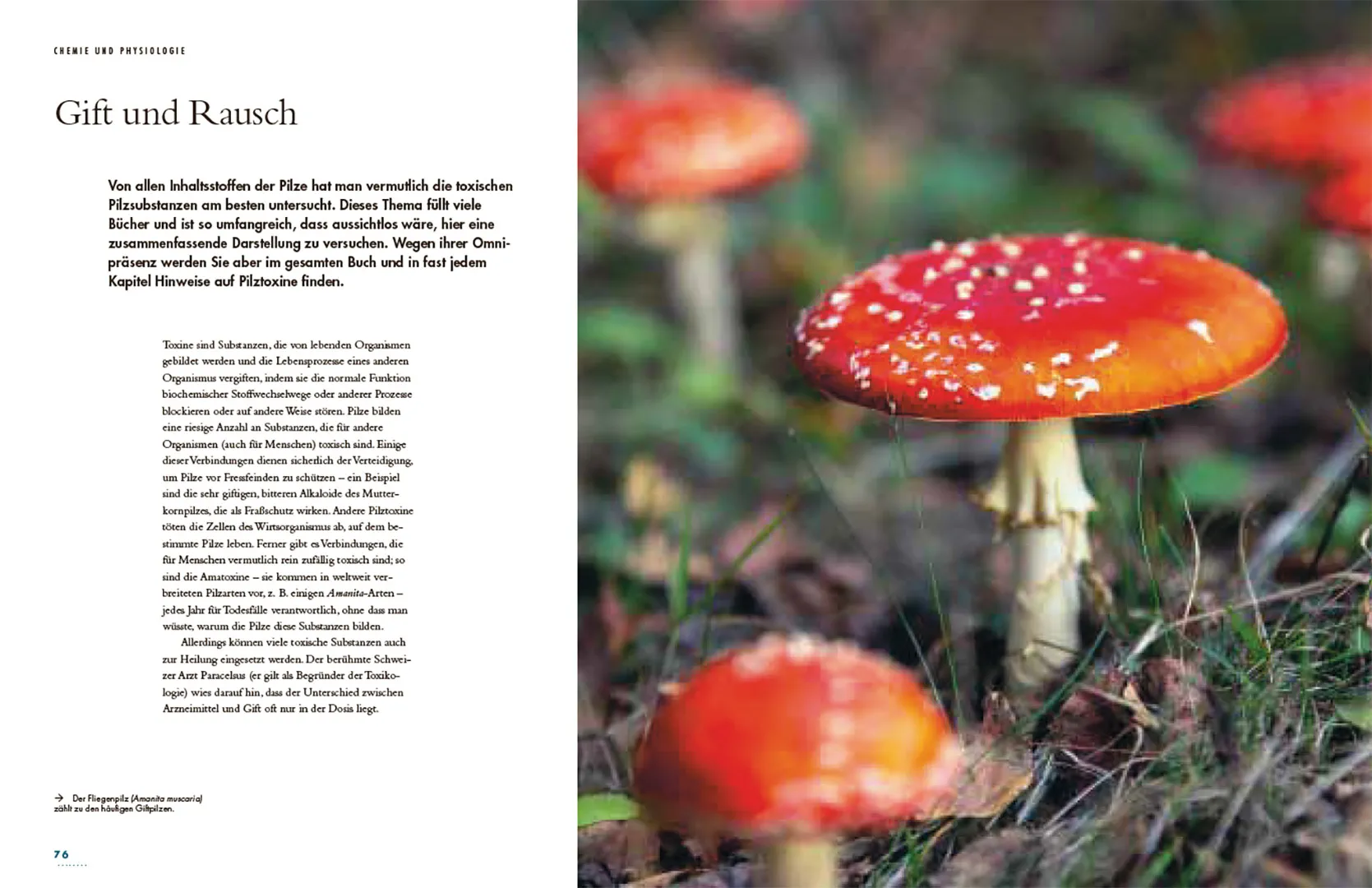 Pilze - Das verborgene Reich der geheimnisvollen Lebewesen