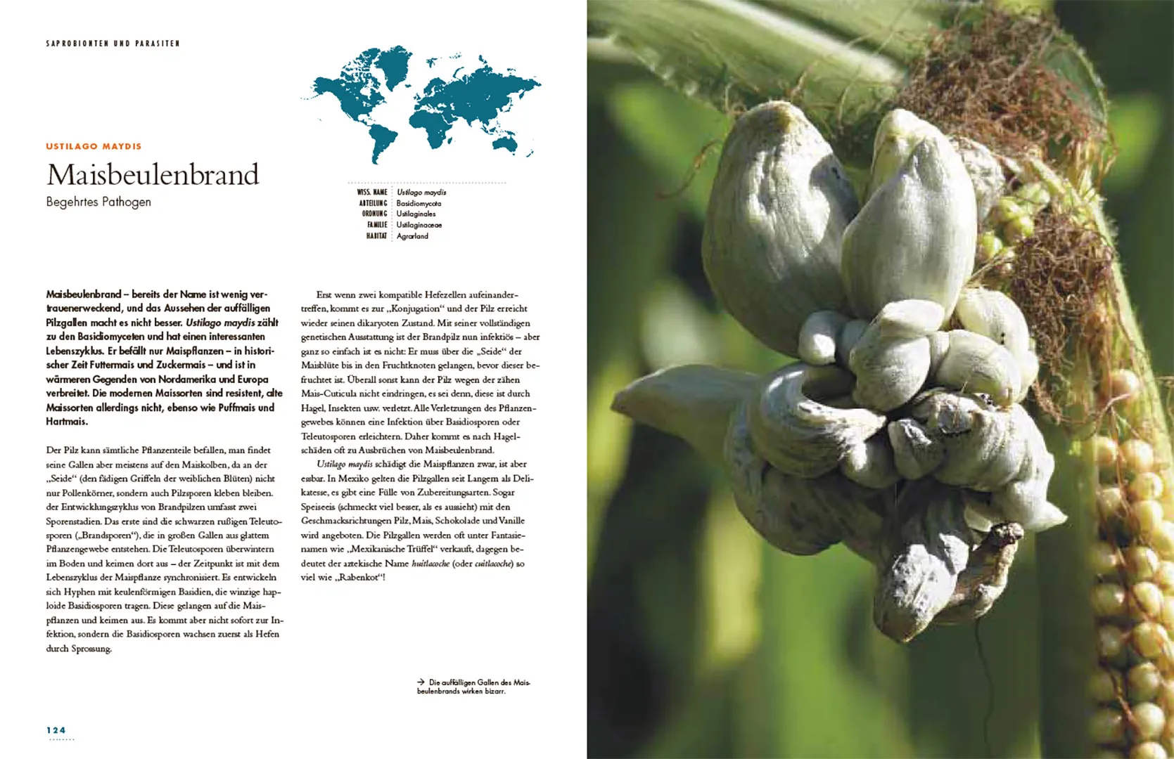 Pilze - Das verborgene Reich der geheimnisvollen Lebewesen