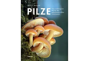 Pilze
