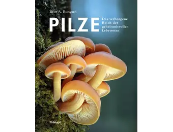 Pilze