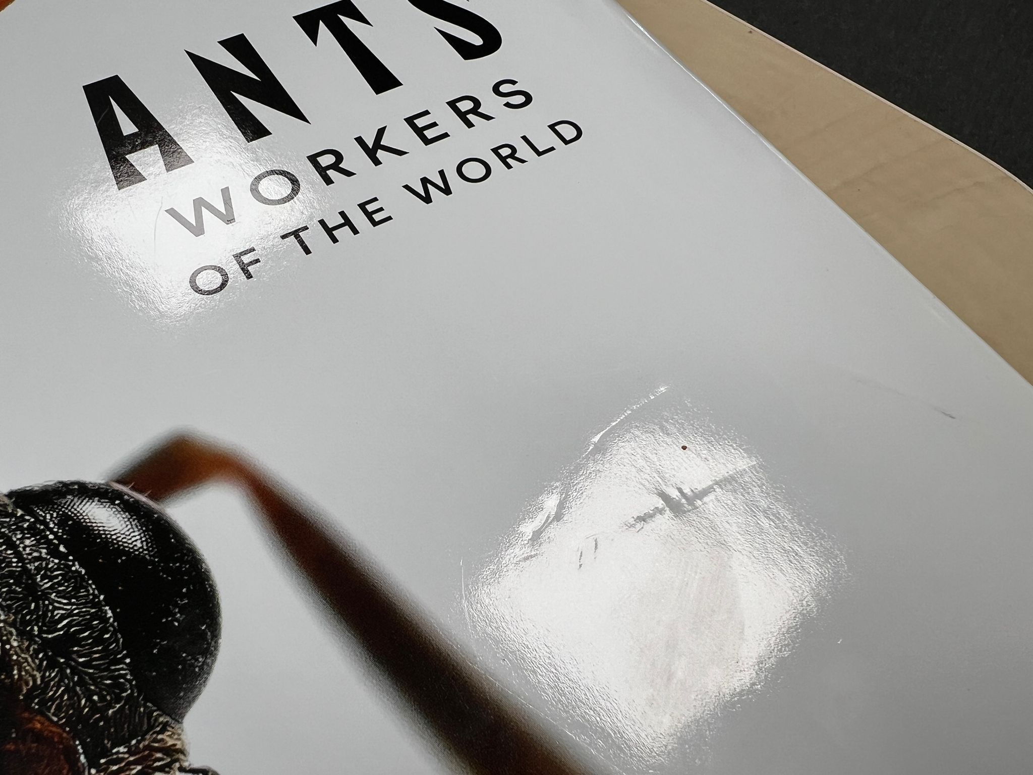 Beschädigte Kopie - Ants - Workers of the World