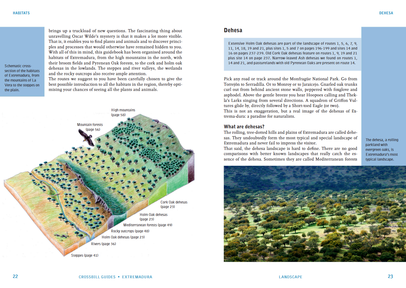 Crossbill Guide Extremadura - Spain