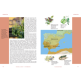 Crossbill Guide Extremadura - Spain
