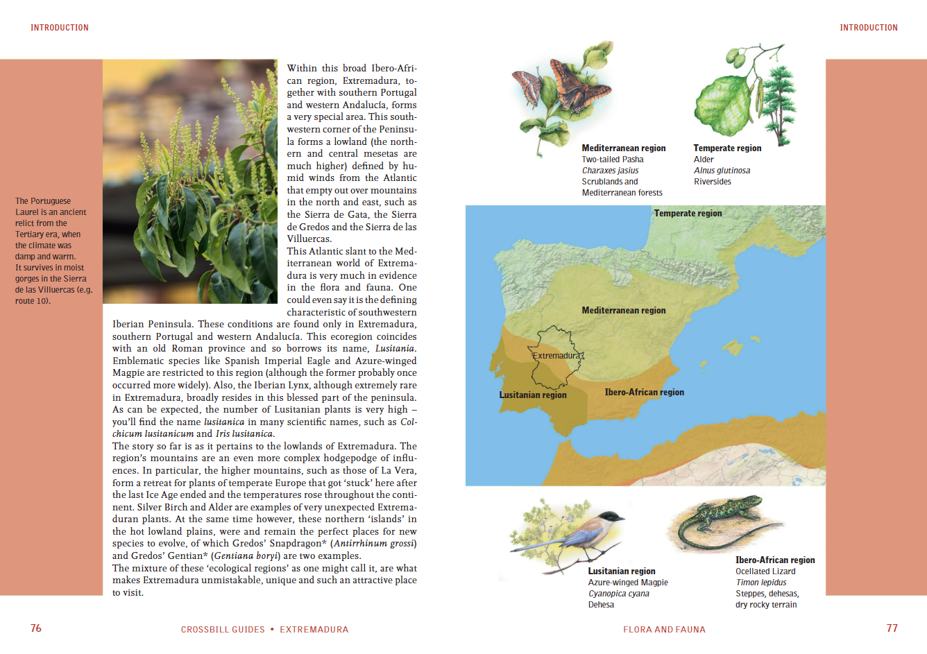 Crossbill Guide Extremadura - Spain