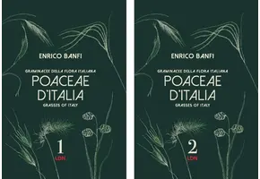 Poaceae d'Italia / Grasses of Italy