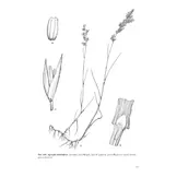 Poaceae d'Italia / Grasses of Italy - Graminacee della Flora Italiana (II volumi / 2-Volume Set)