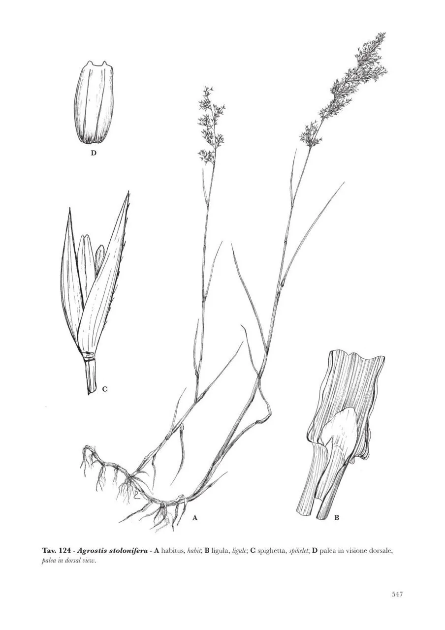 Poaceae d'Italia / Grasses of Italy - Graminacee della Flora Italiana (II volumi / 2-Volume Set)