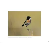 The Sound Approach to Birding - The ultimate guide to understanding bird sound