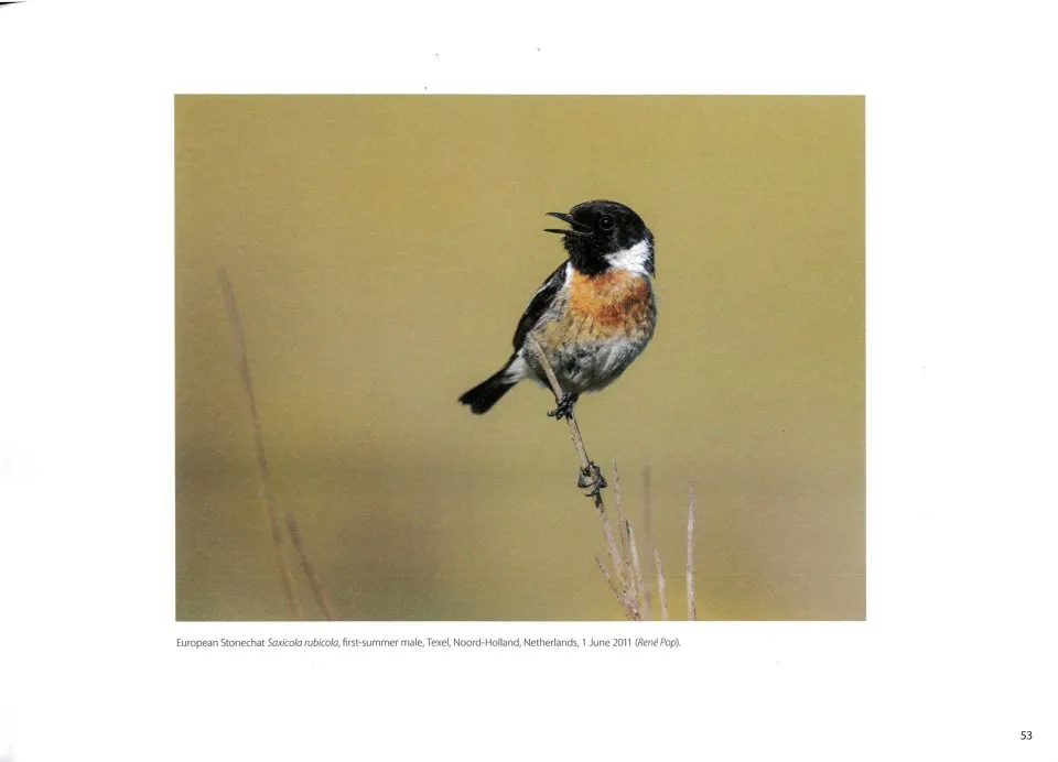 The Sound Approach to Birding - The ultimate guide to understanding bird sound