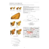 Guide to the Butterflies of the Palearctic Region - Hesperiidae part II