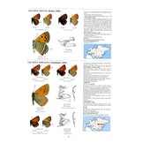 Guide to the Butterflies of the Palearctic Region - Lycaenidae part I