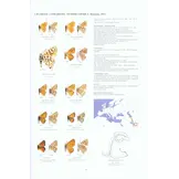 Guide to the Butterflies of the Palearctic Region - Lycaenidae part III
