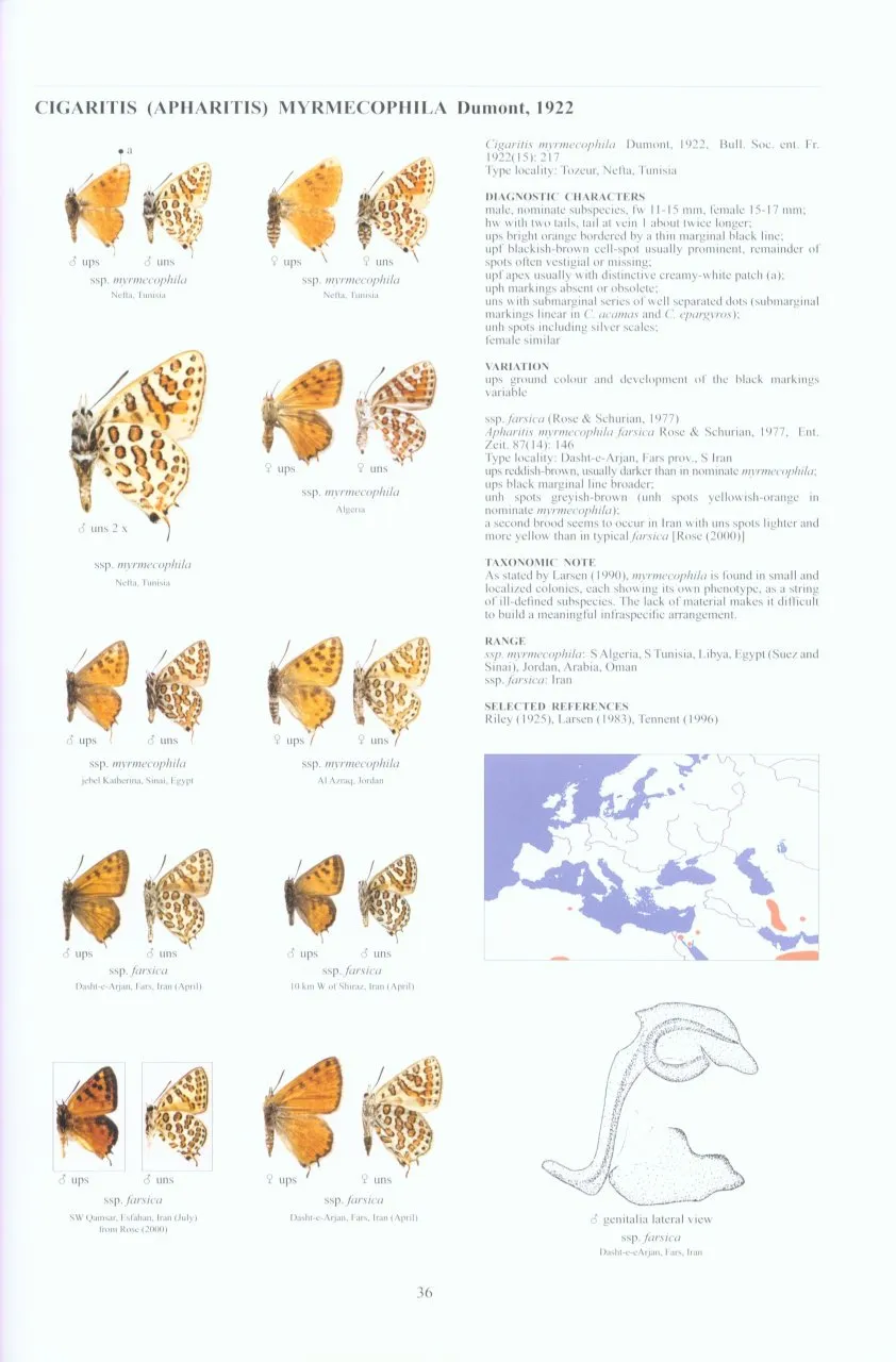 Guide to the Butterflies of the Palearctic Region - Lycaenidae part III