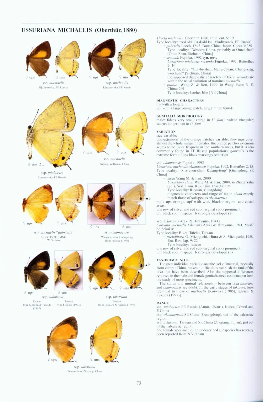 Guide to the Butterflies of the Palearctic Region - Lycaenidae part III