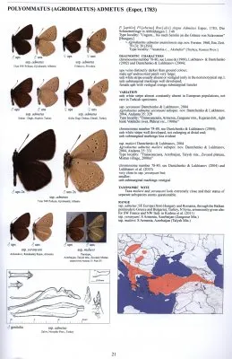 Guide to the Butterflies of the Palearctic Region - Lycaenidae part IV