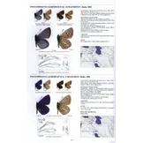 Guide to the Butterflies of the Palearctic Region - Lycaenidae part IV