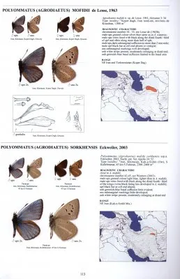 Guide to the Butterflies of the Palearctic Region - Lycaenidae part IV