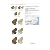 Guide to the Butterflies of the Palearctic Region - Lycaenidae part V
