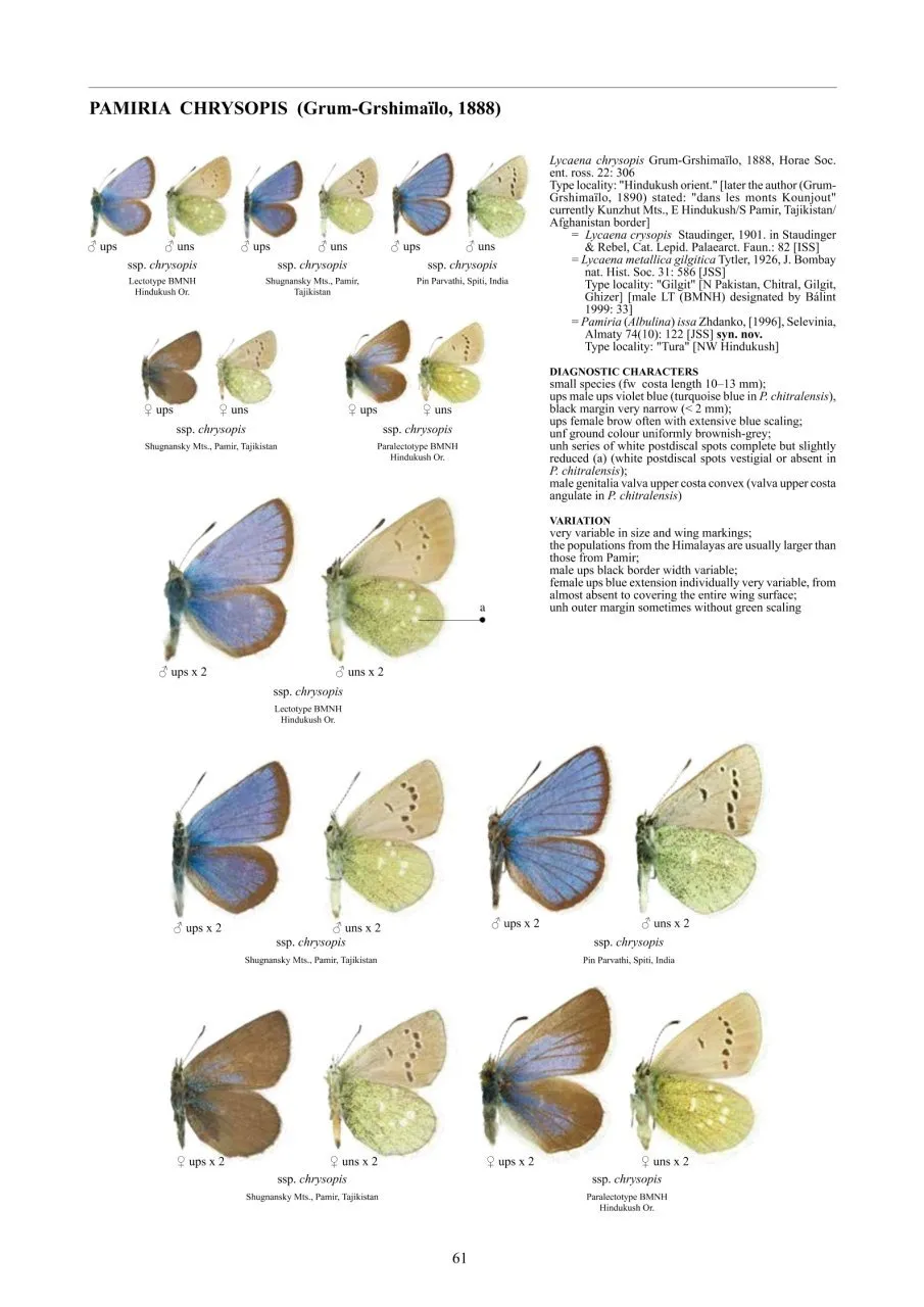 Guide to the Butterflies of the Palearctic Region - Lycaenidae part V