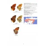 Guide to the Butterflies of the Palearctic Region - Nymphalidae part I