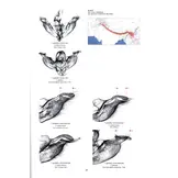 Guide to the Butterflies of the Palearctic Region - Nymphalidae part I