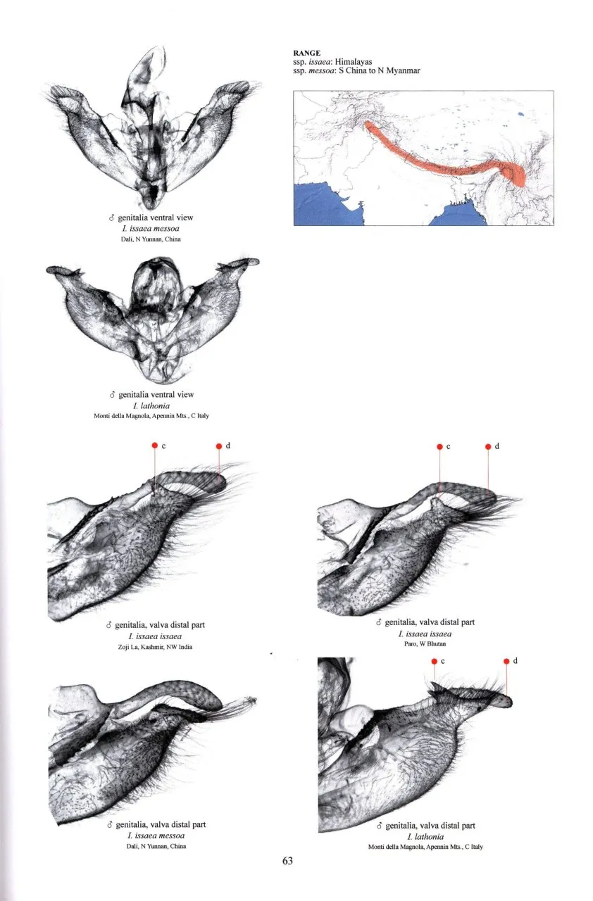 Guide to the Butterflies of the Palearctic Region - Nymphalidae part I