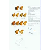 Guide to the Butterflies of the Palearctic Region - Nymphalidae part II