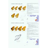 Guide to the Butterflies of the Palearctic Region - Nymphalidae part II