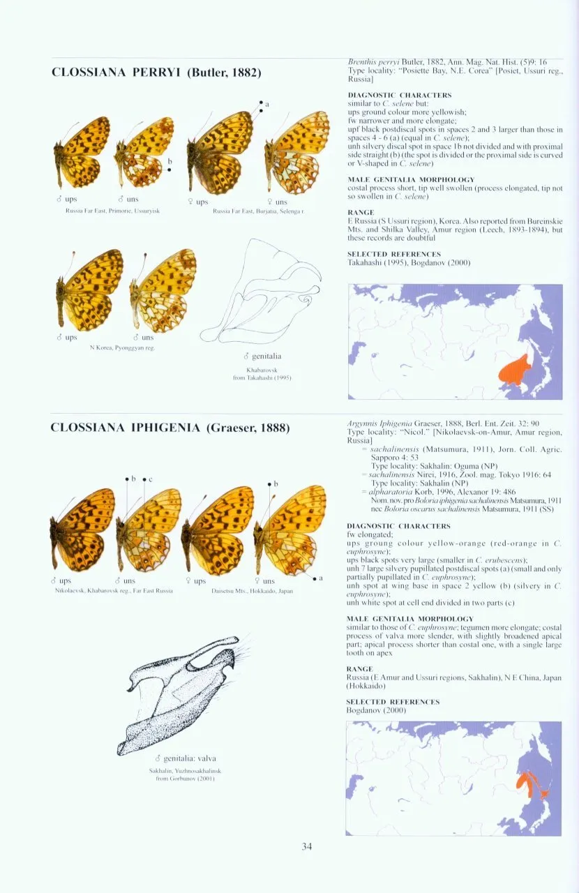 Guide to the Butterflies of the Palearctic Region - Nymphalidae part II