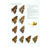 Guide to the Butterflies of the Palearctic Region - Nymphalidae part IV