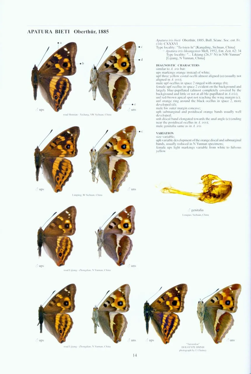 Guide to the Butterflies of the Palearctic Region - Nymphalidae part IV