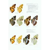 Guide to the Butterflies of the Palearctic Region - Nymphalidae part IV