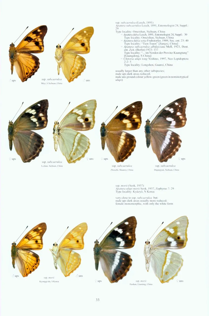 Guide to the Butterflies of the Palearctic Region - Nymphalidae part IV