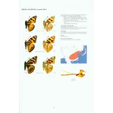 Guide to the Butterflies of the Palearctic Region - Nymphalidae part IV